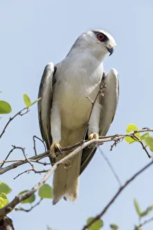 Images Dated 28th May 2019: India, Madhya Pradesh, Kanha National Park. Portrait of a black-winged kite on a branch