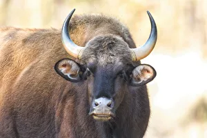 India, Madhya Pradesh, Kanha National Park. Portrait of a gaur cow