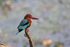 Images Dated 28th May 2019: India, Madhya Pradesh, Kanha National Park. Portrait of a white-throated kingfisher