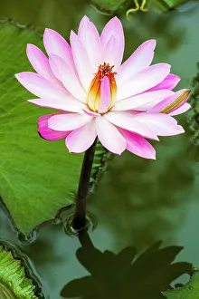 South Asia Prints: India, North Gujarat, Rann. Water lily. Genus nymphaea