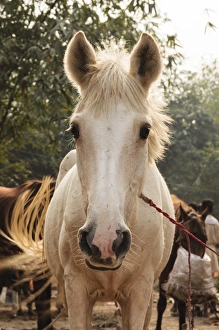 Fair Prints: India, Odisha, Subarnapur District, Sonapur, White horse at Sonepur Cattle Fair