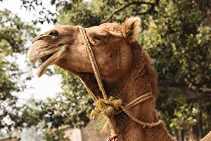 India, Odisha, Subarnapur District, Sonepur, Camel with bridle at Sonepur Cattle Fair