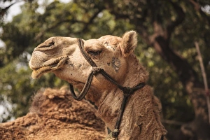 Images Dated 12th November 2011: India, Odisha, Subarnapur District, Subarnapur, Camel with bridle at Sonepur Cattle Fair