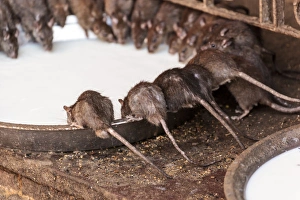 Bowl Prints: India, Rajasthan, Bikaner, Rats at Karni Mata Temple