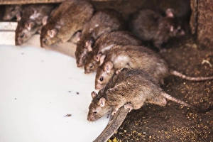 Images Dated 2nd November 2011: India, Rajasthan, Bikaner, Rats at Karni Mata Temple