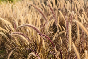 Ripe Prints: India, Rajasthan, Jaipur, Pink City, Close-up of long grass