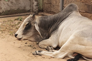 Rest Prints: India, Rajasthan, Jhunjhunu, Nawalgarh, Ox Resting in street