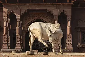 Dancing Prints: India, Rajasthan, Jodhpur. Holy cow dancing outside Ghanta Ghar Clock Tower
