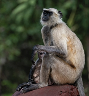 Images Dated 10th July 2024: India, Rajasthan. Ranthambore National Park