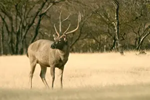 Ranthambhor Prints: India, Ranthambore. A Sambar Stag in Ranthambhor National Park, the largest deer in India