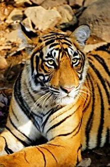 Wild Cat Prints: India, Sawai Madhopur
