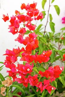 South Asia Prints: India, State of Gujarat, Bhuj. Bougainvillea