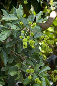 Dakshina Kannada Prints: India, state of Karnataka, Mangalore. Soans Farm, unripe rombutan (Nephelium lappaceum)