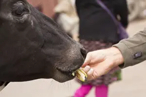 Uttar Pradesh Prints: India, Uttar Pradesh, Varanasi. feeding the sacred cow