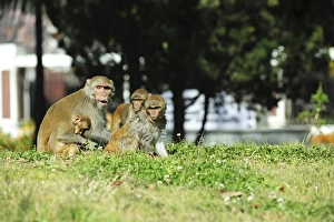 Caring Prints: India, West Bengal, Darjeeling, monkey playing on lawn