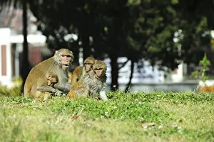 India, West Bengal, Darjeeling, monkey playing on lawn