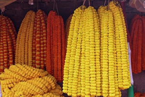 Kolkata Prints: India, West Bengal, Kolkata. Marigolds strung into ropes for necklaces an offerings