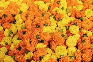 Kolkata Prints: India, West Bengal, Kolkata. Marigolds strung into ropes for necklaces an offerings