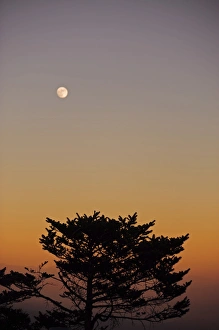 Images Dated 16th November 2013: India, West Bengal, Singalila National Park, Sandakfu, moonrise