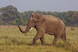 Communicating Prints: Indian / Asian Elephant, communicating with the herd, Corbett National Park, India