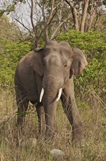 Indian / Asian Elephant, Corbett National Park, India