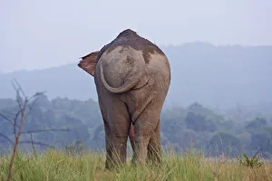 Images Dated 5th June 2009: Indian / Asian Elephant, Corbett National Park, India