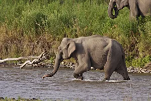 Corbett Prints: Indian / Asian Elephant, crossing the river Ramganga, Corbett National Park, India