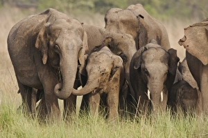 Corbett Prints: Indian / Asian Elephant family, Corbett National Park, India