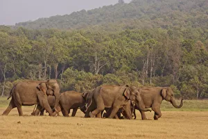 Images Dated 2nd June 2009: Indian / Asian Elephant herd, on the move, Corbett National Park, India