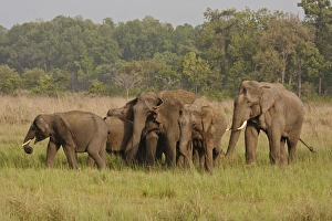 Grassland Prints: Indian / Asian Elephant, herd on the move, Corbett National Park, India
