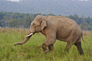 Indian / Asian Elephant, malr, in the savannah, Corbett National Park, India