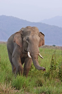 Corbett Prints: Indian / Asian Elephant, malr, in the savannah, Corbett National Park, India