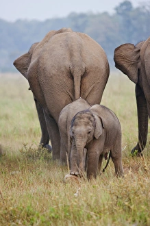 Corbett Prints: Indian / Asian Elephant, mother and calves, Corbett National Park, India