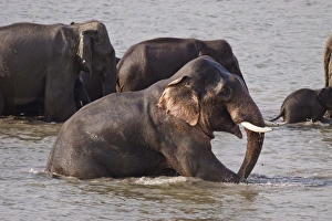 Indian / Asian Elephant in the river Ramganga, Corbett National Park, India