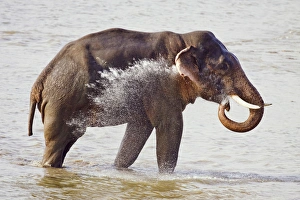 Corbett Prints: Indian / Asian Elephant in the river Ramganga, Corbett National Park, India