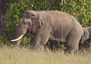 Corbett Prints: Indian / Asian Elephant (Tusker), Corbett National Park, India