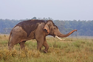 Grassland Prints: Indian / Asian Elephant, tusker, communicating, Corbett National Park, India