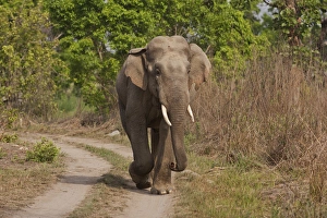 Indian / Asian Elephant, tusker on the track, Corbett National Park, India