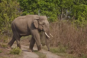 Corbett Prints: Indian / Asian Elephant, tusker on the track, Corbett National Park, India