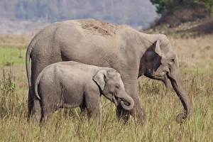 Corbett Prints: Indian / Asian Elephant and young one, Corbett National Park, India