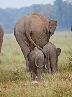 Corbett Prints: Indian / Asian Elephant and young ones, Corbett National Park, India