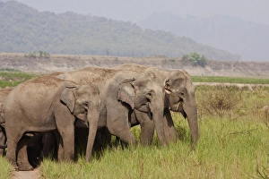 Indian / Asian Elephants, Corbett National Park, India
