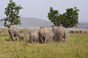 Indian / Asian Elephants, Corbett National Park, India