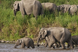 Indian / Asian Elephants, crossing the river Ramganga, Corbett National Park, India