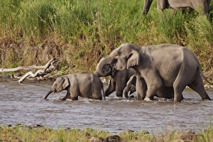 Corbett Prints: Indian / Asian Elephants, crossing the river Ramganga, Corbett National Park, India