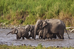 Images Dated 6th June 2009: Indian / Asian Elephants, crossing the river Ramganga, Corbett National Park, India