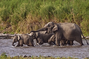 Images Dated 6th June 2009: Indian / Asian Elephants, crossing the river Ramganga, Corbett National Park, India