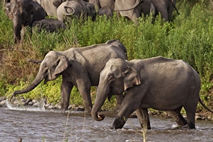 Indian / Asian Elephants, crossing the river Ramganga, Corbett National Park, India