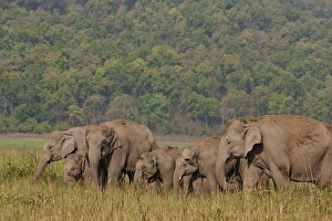 Corbett Prints: Indian / Asian Elephants in the grassland, Corbett National Park, India