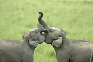 Indian / Asian Elephants play fighting; Corbett National Park, Uttaranchal, India